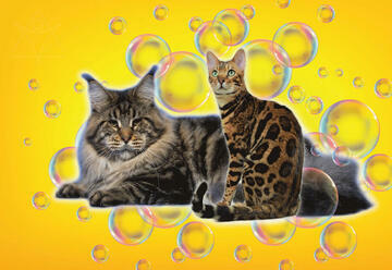 Выставка-шоу кошек и фестиваль мыльных пузырей