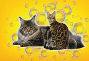 Выставка-шоу кошек и фестиваль мыльных пузырей
